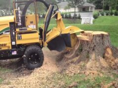 A Complete Guide for Tree Cutting and Stump Removal Stump Removal