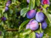 Pixy Plum in Containers: Growing Flavor in Small-Space Gardens Pixy Plum