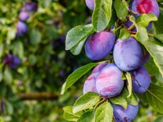 Pixy Plum in Containers: Growing Flavor in Small-Space Gardens Pixy Plum